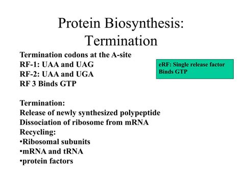 Toradh íomhá ar Protein Biosynthesis