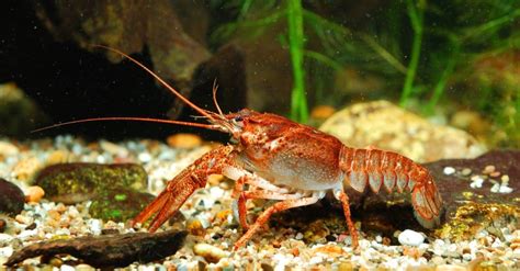 Image result for Crayfish Diagram