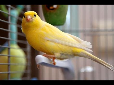 Afbeeldingsresultaten voor Canary Varieties