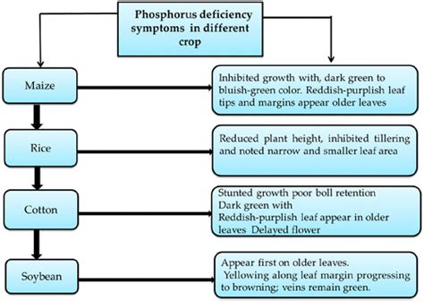 Phosphorus Deficiency に対する画像結果