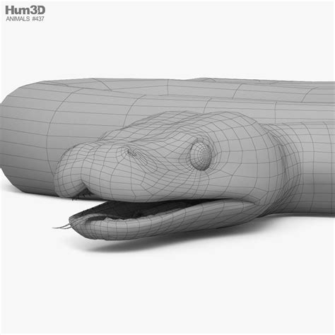 Image result for 3D Model Python Alamy