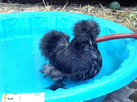 Image result for Chicken in a Pool
