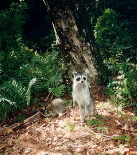 Image result for Raccoon Scats Identification Chart