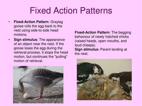Image result for Fixed Action Pattern