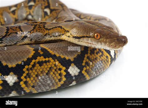 Image result for White Reticulated Python