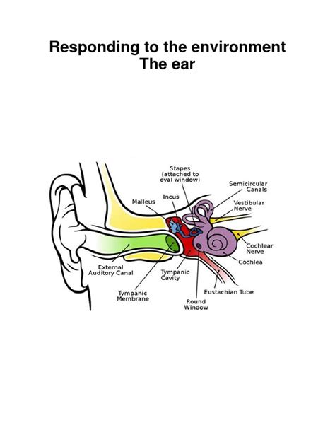 Toradh íomhá ar Life Sciences Grade 12 the Human Ear