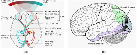 Image result for Visual Area of the Cortex