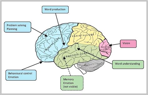 Brain Function Diagram