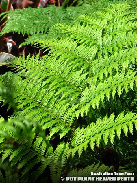 Image result for Australian Native Tree Fern