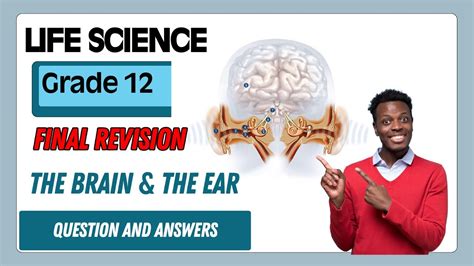 Toradh íomhá ar Life Sciences Grade 12 the Human Ear