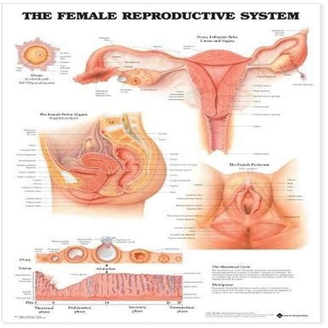 Female Reproductive System Labelled に対する画像結果