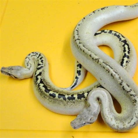 Image result for Ivory Blood Python
