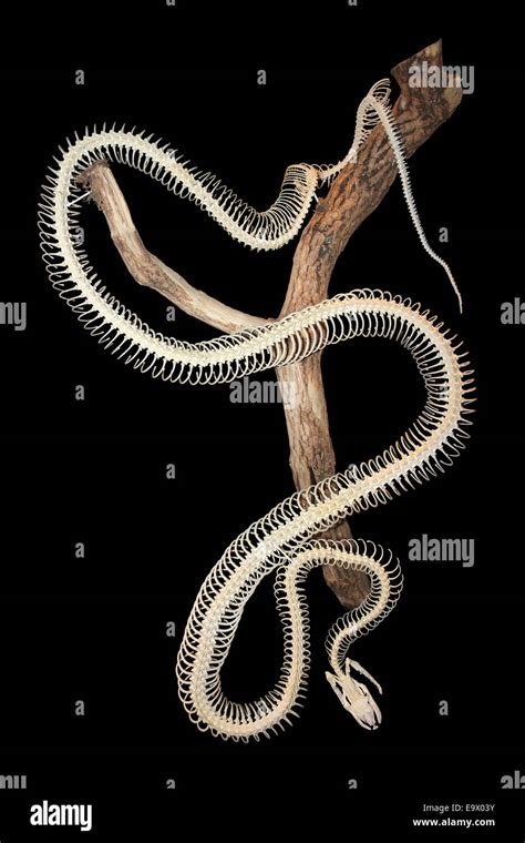 Burmese Python Skeleton に対する画像結果