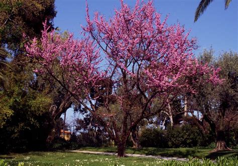 Toradh íomhá ar Houston Tree Types