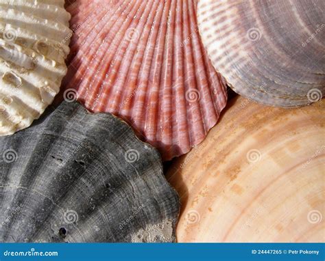 Image result for Shell Color