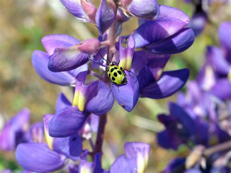 Insect On Flower に対する画像結果
