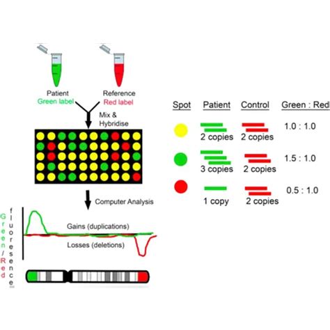 Image result for What Is Chromosomal Microarray Analysis