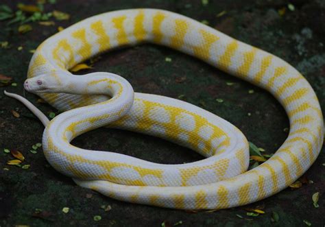 Image result for Blonde Spotted Python