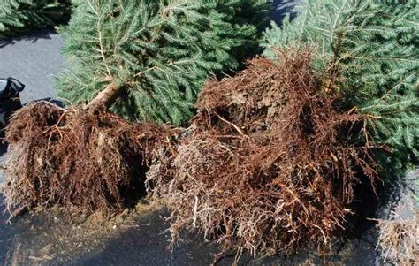 Toradh íomhá ar Spruce Tree Root System