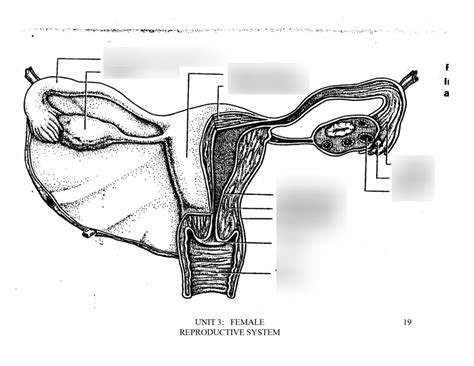 Female Reproductive System Labelled に対する画像結果