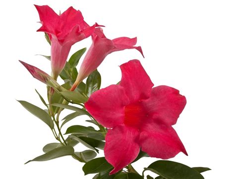 Image result for Mandevilla
