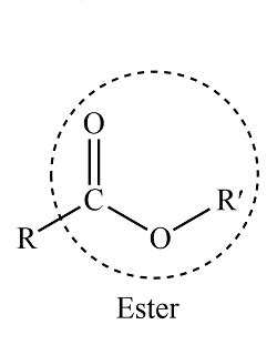 Image result for Ester Compound Examples