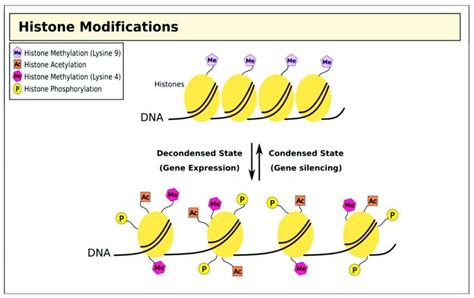 Toradh íomhá ar Histone Modification Cell Division