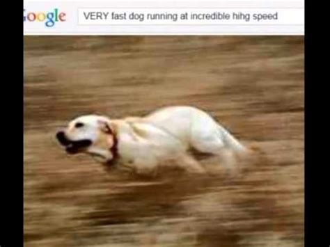 Image result for Dog Running in Fast Speed