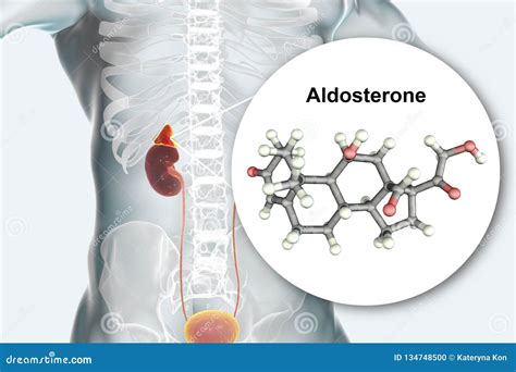 Image result for Aldosterone