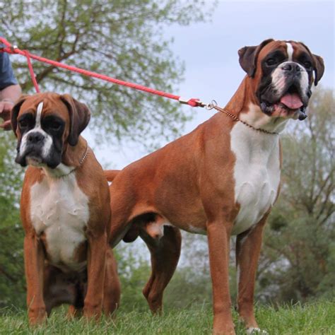 Image result for Boxer Dog Behavior