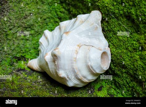Afbeeldingsresultaten voor Sculpures Conch Shell
