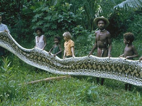 Toradh íomhá ar Big Python Snake