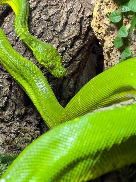 Picture of Green Tree Python に対する画像結果