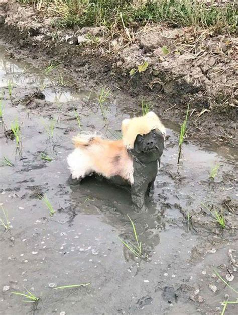 Image result for Celpie+ Begl Dog in Mud