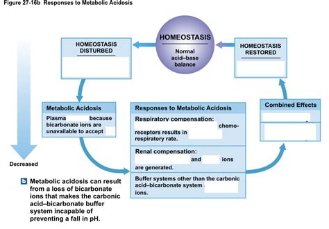 Image result for Metabolic Acidosis Flow Chart