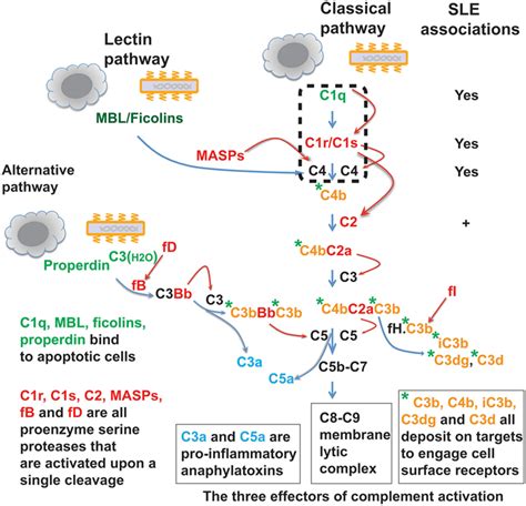 Image result for Complement System C1q Complex