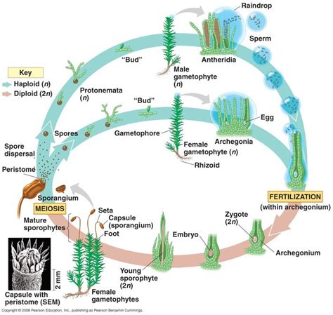 Image result for Bryophyta Diagram