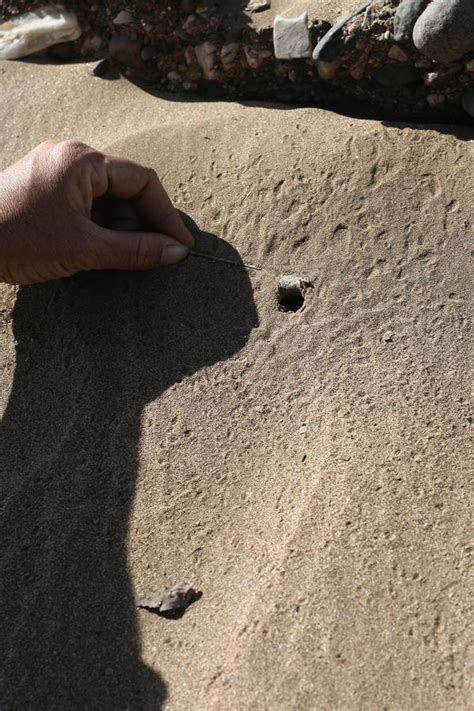 Desert Wheel Spider に対する画像結果