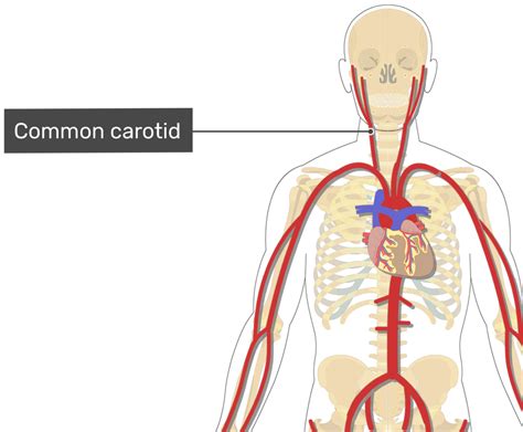 Toradh íomhá ar Common Carteroid Artery