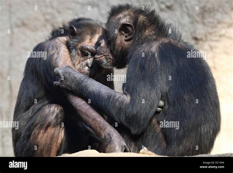 Image result for Female Human Coupling Chimp