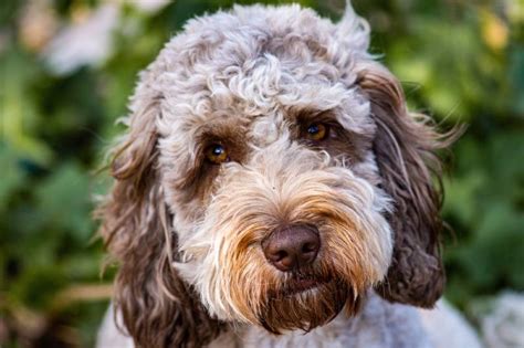 Image result for Cockapoo Remote Control Dog