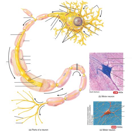 Image result for LAN LED Multipolar Neuron