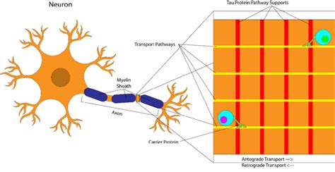 Image result for Axonal Transport in Nervous System