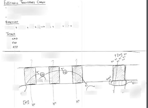 Visual Representation of Electron Transport Chain に対する画像結果