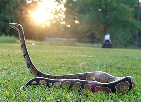 Image result for Python Scoping