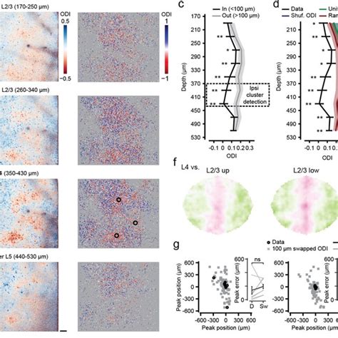 Afbeeldingsresultaten voor Mouse Visual Cortex Saggittal