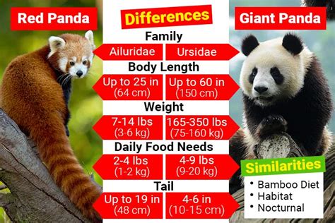 Red Panda vs Panda కోసం చిత్ర ఫలితం