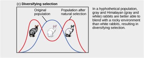 Afbeeldingsresultaten voor Natural Selection Rabbit Examples