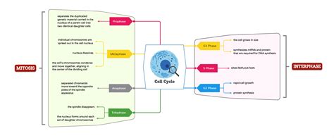 Cell Cycle Control Concept Map に対する画像結果