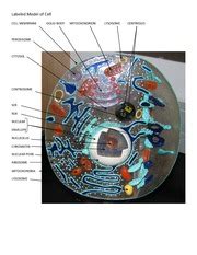 Image result for Lab Cell Model Labeled